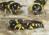 Ectemnius rugifer
